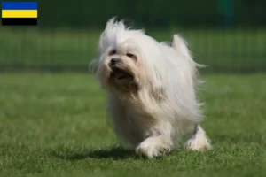 Lees meer over het artikel Löwchen fokkers en pups in Gelderland