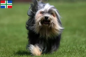 Lees meer over het artikel Löwchen fokkers en pups in Groningen