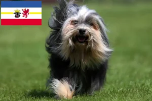 Lees meer over het artikel Löwchen fokkers en pups in Mecklenburg-Vorpommern