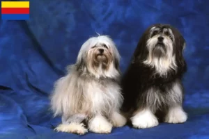 Lees meer over het artikel Löwchen fokkers en pups in Noord-Holland