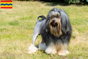 Lees meer over het artikel Löwchen fokkers en pups in Overijssel