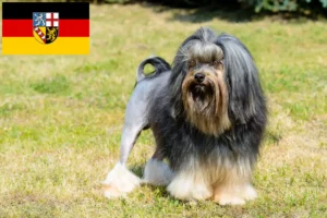 Lees meer over het artikel Löwchen fokkers en pups in Saarland
