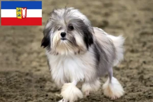 Lees meer over het artikel Löwchen fokkers en pups in Sleeswijk-Holstein