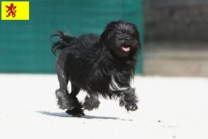 Lees meer over het artikel Löwchen fokkers en pups in Zuid-Holland