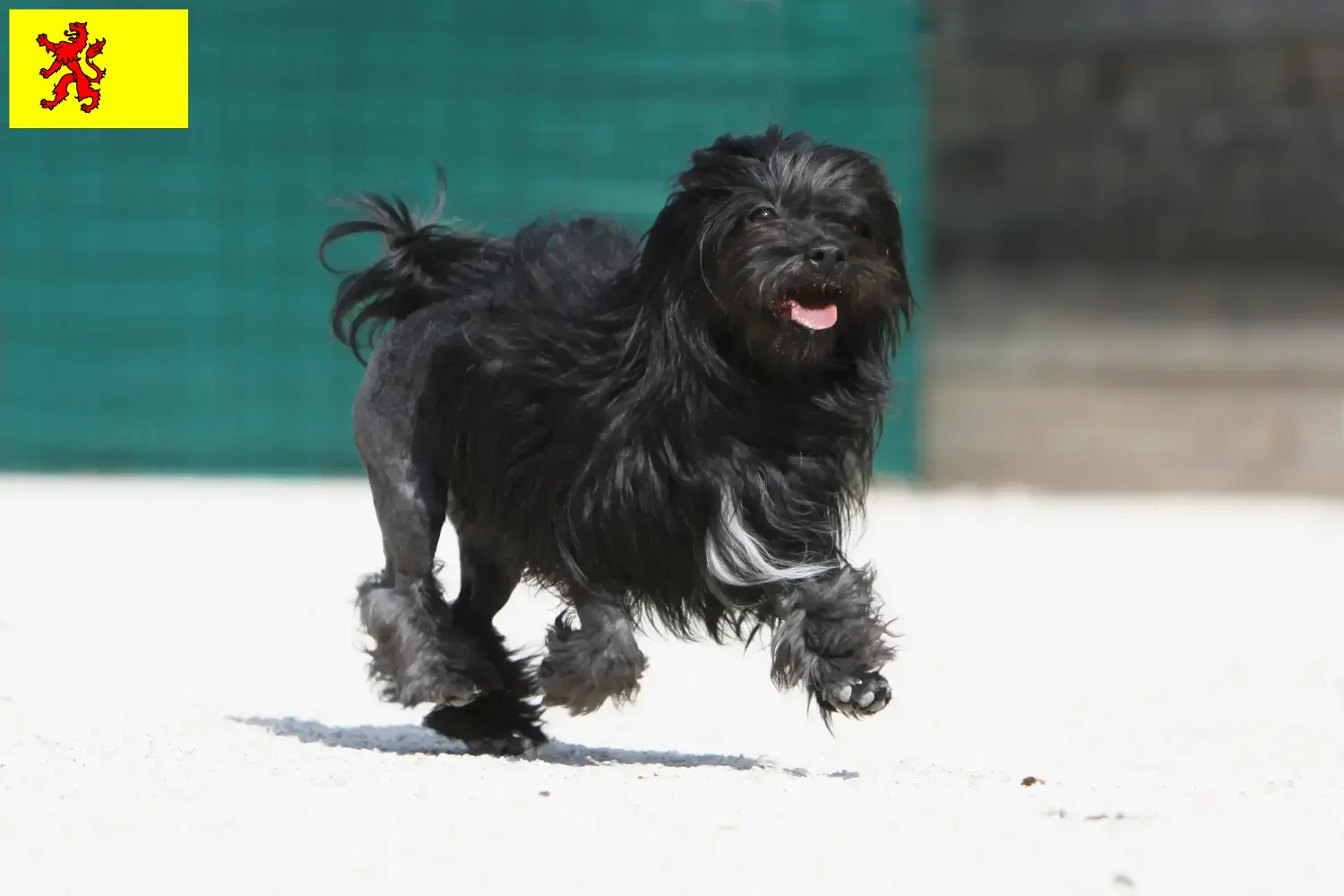 Lees meer over het artikel Löwchen fokkers en pups in Zuid-Holland