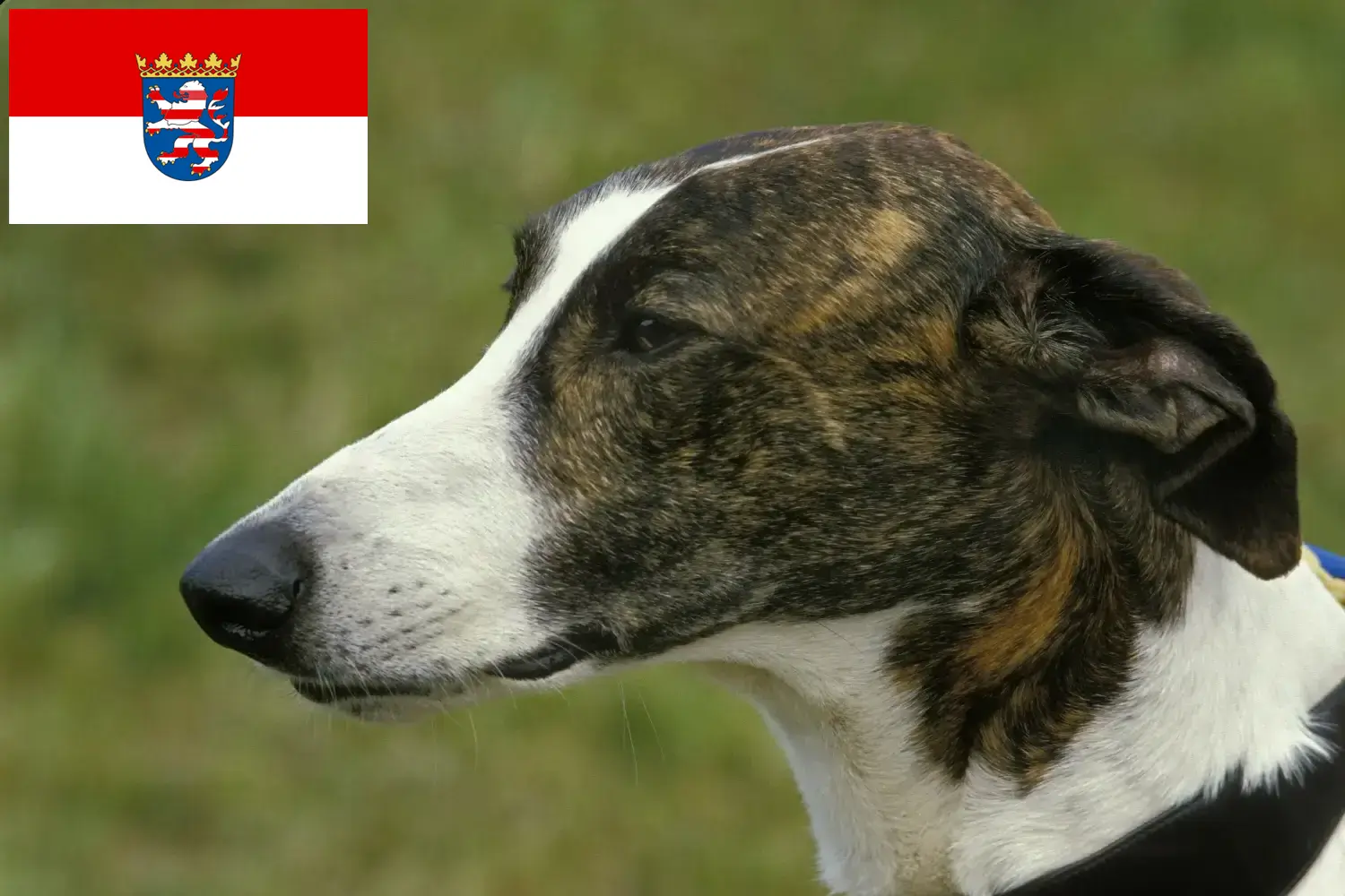 Magyar Agar puppy's en fokkers Hessen Hier vind je Magyar Agar fokkers in Hessen.