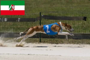 Lees meer over het artikel Magyar Agar fokkers en pups in Noordrijn-Westfalen