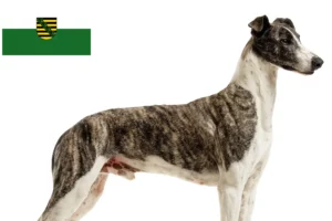 Lees meer over het artikel Magyar Agar fokkers en pups in Saksen