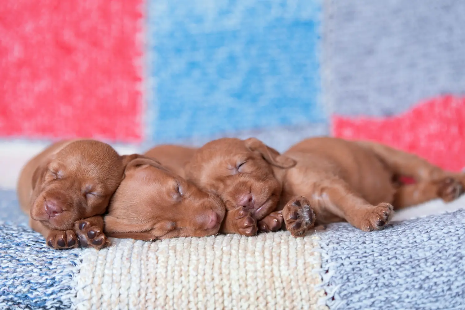 Een Magyar Vizsla puppy kopen betekent verantwoordelijkheid nemen! Magyar Vizsla puppy kopen.