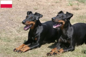 Lees meer over het artikel Manchester Terrier fokkers en pups in Polen