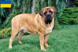 Lees meer over het artikel Mastiff fokkers en puppy’s in Oekraïne