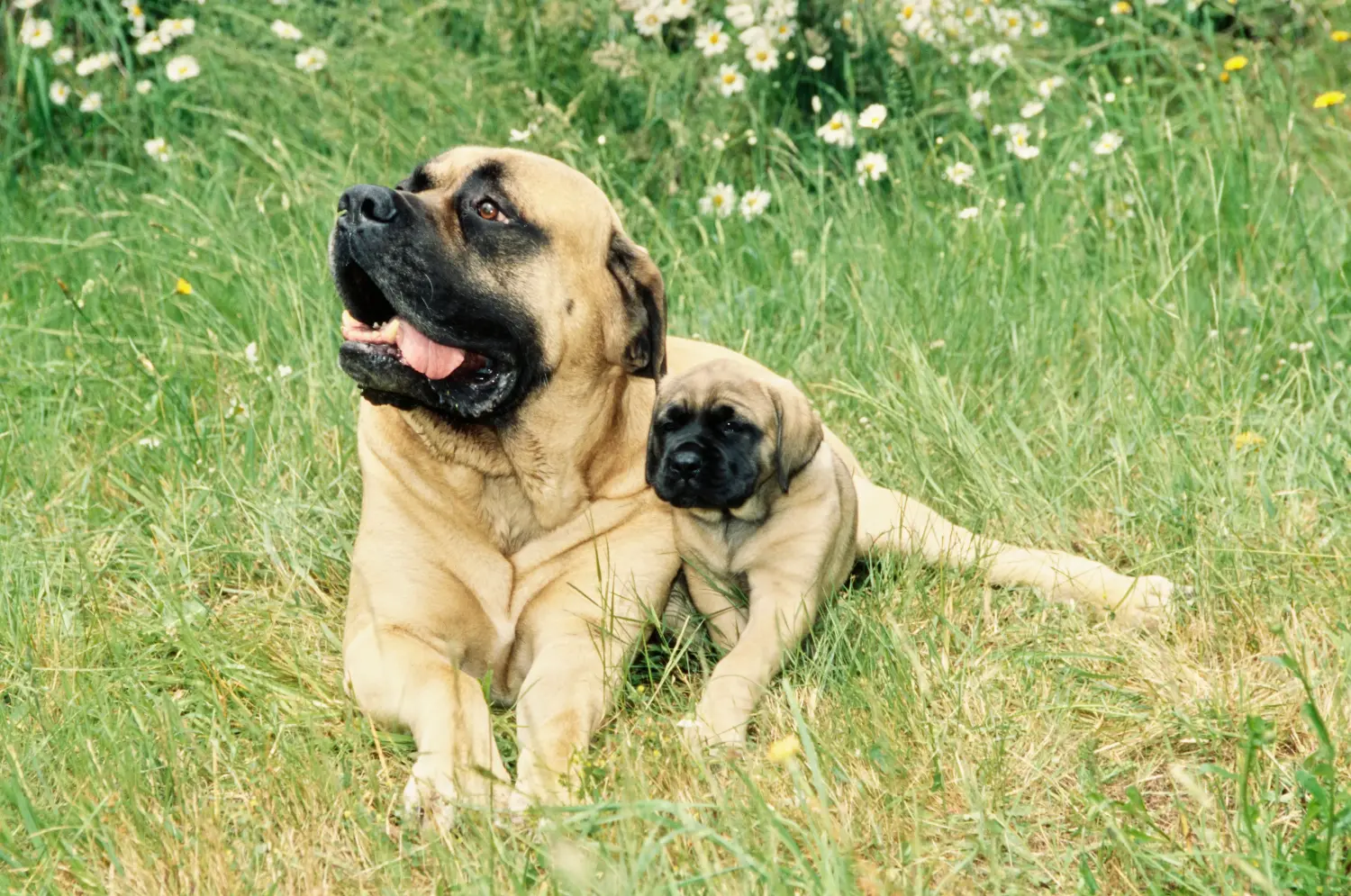 Een Mastiff puppy kopen betekent verantwoordelijkheid nemen! Mastiff puppy's kopen.