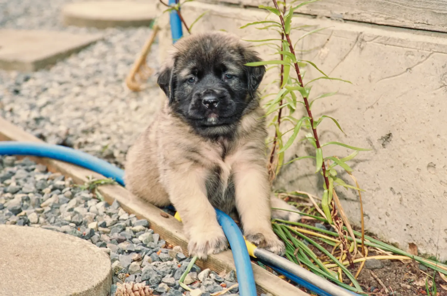 Een Mastiff puppy kopen betekent verantwoordelijkheid nemen! Mastiff puppy's kopen.