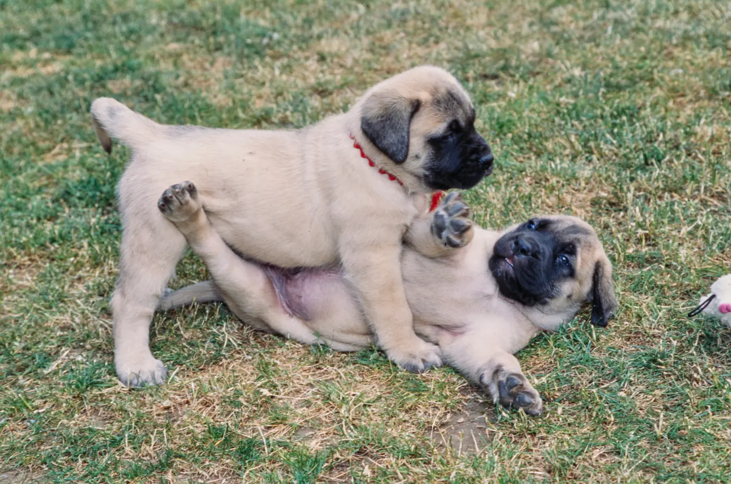 Een Mastiff puppy kopen betekent verantwoordelijkheid nemen! Mastiff puppy's kopen.