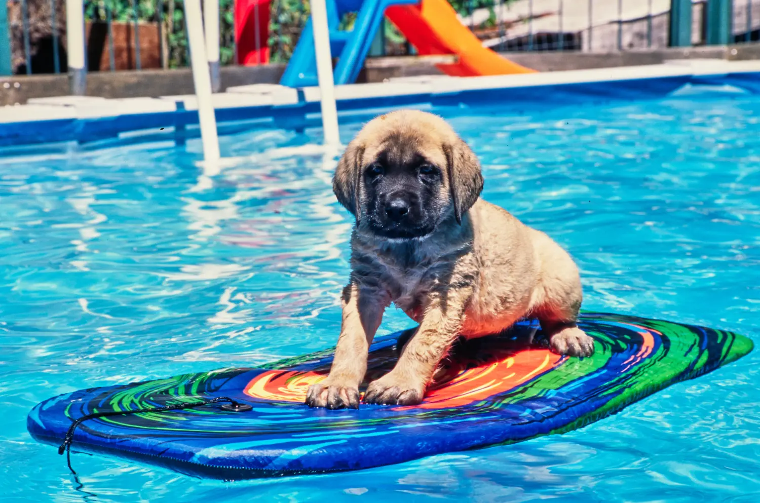 Een Mastiff puppy kopen betekent verantwoordelijkheid nemen! Mastiff puppy's kopen.