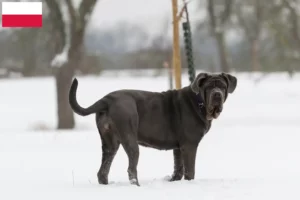 Lees meer over het artikel Mastino Napoletano fokkers en pups in Polen