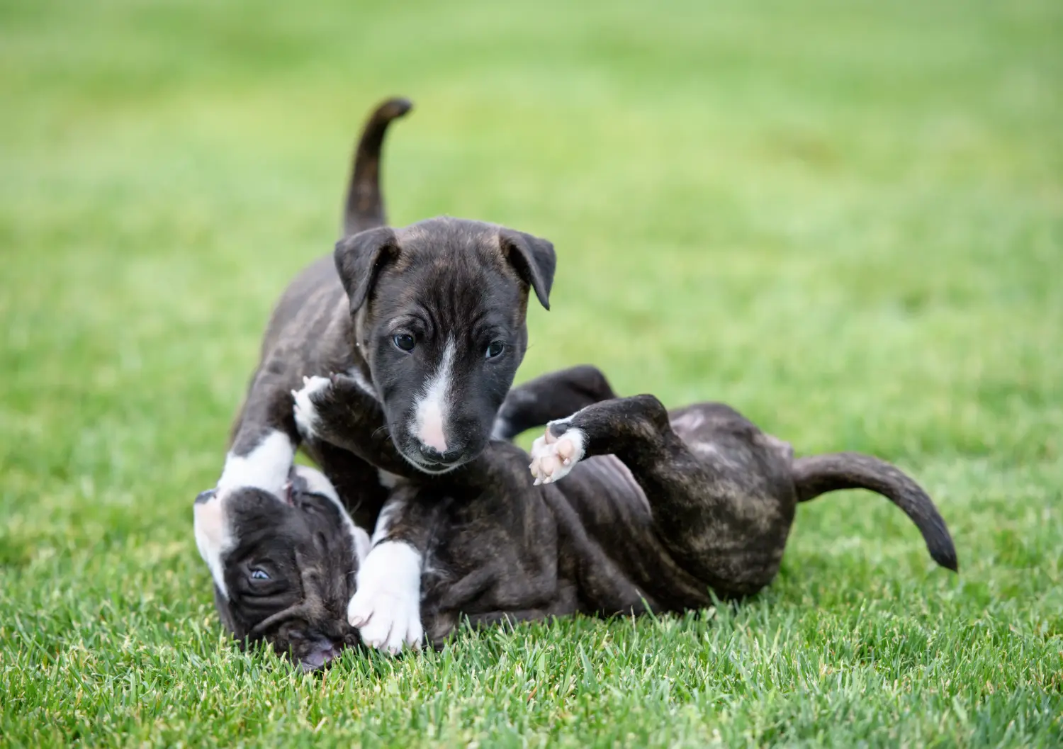 Een Miniature Bull Terrier puppy kopen betekent verantwoordelijkheid nemen! Dwerg Bull Terrier puppy's kopen.