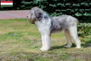 Lees meer over het artikel Mioritic fokkers en pups in Hongarije