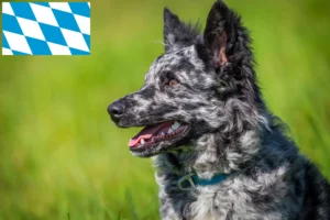 Lees meer over het artikel Mudi fokkers en pups in Beieren