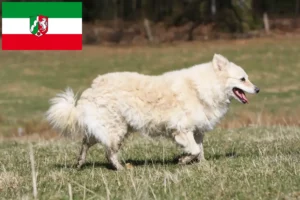 Lees meer over het artikel Mudi fokkers en pups in Noordrijn-Westfalen