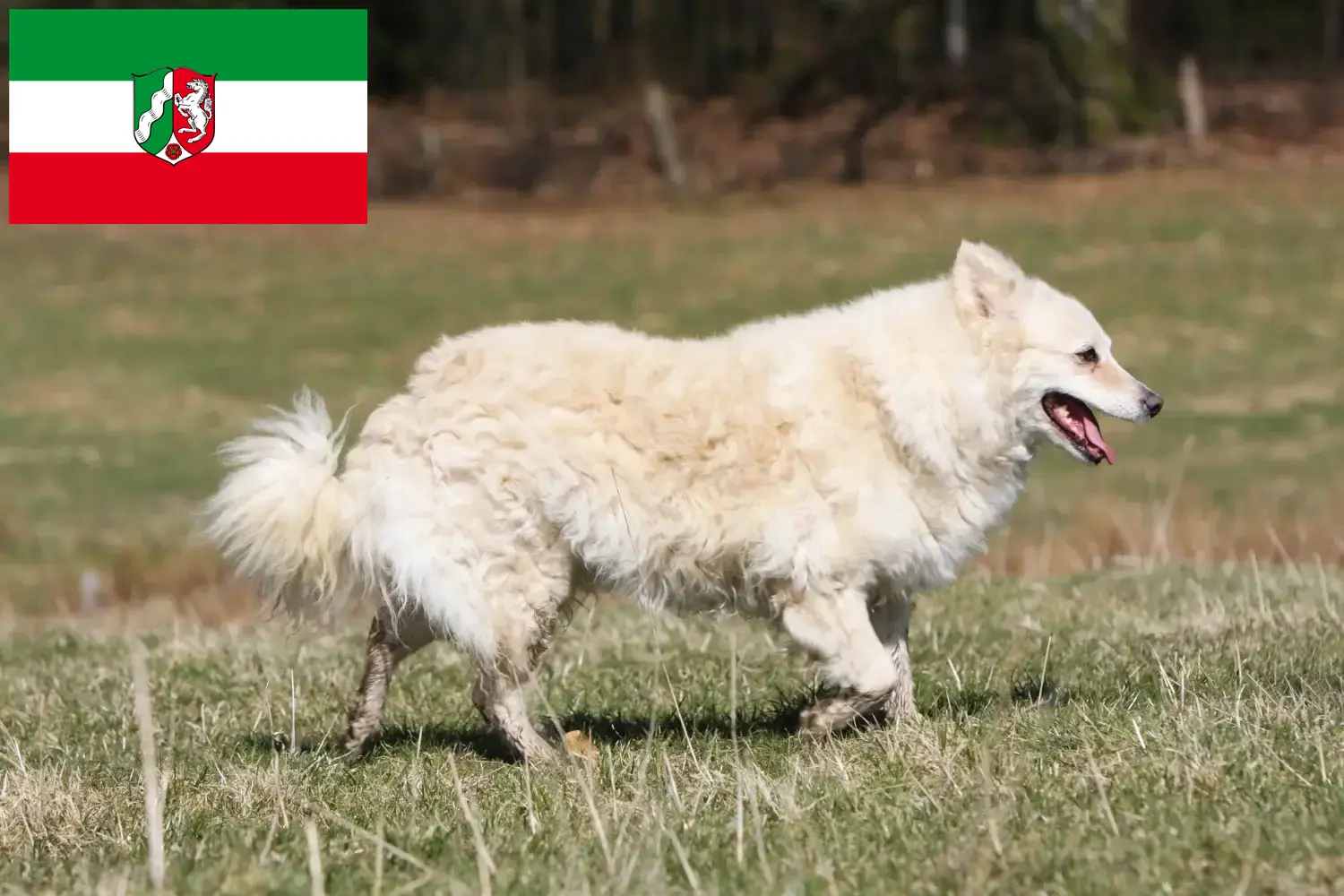 Mudi pups en fokkers Noordrijn-Westfalen Hier vind je Mudi-fokkers in Noordrijn-Westfalen.
