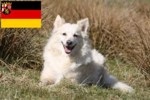 Lees meer over het artikel Mudi fokkers en pups in Rijnland-Palts