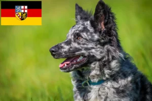 Lees meer over het artikel Mudi fokkers en pups in Saarland