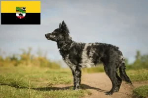 Lees meer over het artikel Mudi fokkers en pups in Saksen-Anhalt