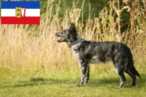 Lees meer over het artikel Mudi fokkers en pups in Sleeswijk-Holstein