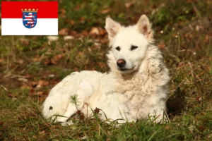 Lees meer over het artikel Mudi fokkers en pups in Hessen