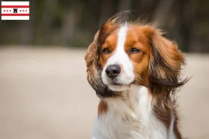 Lees meer over het artikel Nederlandse kooikerhondje fokkers en pups in Drenthe