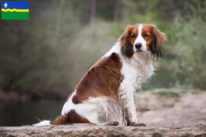 Lees meer over het artikel Nederlandse kooikerhondje fokkers en pups in Flevoland