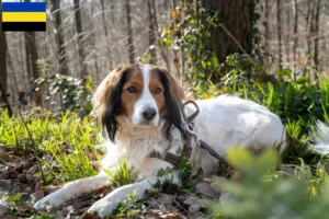 Lees meer over het artikel Nederlandse kooikerhondje fokkers en pups in Gelderland