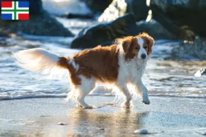 Lees meer over het artikel Nederlandse kooikerhondje fokkers en pups in Groningen