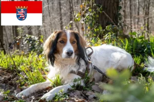Lees meer over het artikel Nederlandse Kooikerhondje fokkers en pups in Hessen
