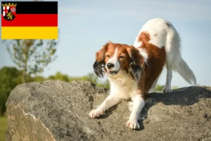 Lees meer over het artikel Nederlandse kooikerhondje fokkers en pups in Rijnland-Palts