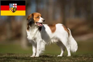 Lees meer over het artikel Nederlandse Kooikerhondje fokkers en pups in Saarland