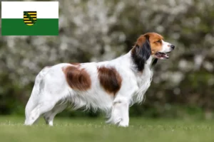 Lees meer over het artikel Nederlandse Kooikerhondje fokkers en pups in Saksen