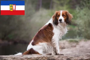 Lees meer over het artikel Nederlandse Kooikerhondje fokkers en pups in Sleeswijk-Holstein