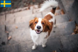 Lees meer over het artikel Nederlandse kooikerhondje fokkers en pups in Zweden