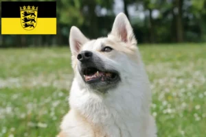 Lees meer over het artikel Noorse Buhund fokkers en pups in Baden-Württemberg