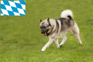 Lees meer over het artikel Noorse Buhund fokkers en puppies in Beieren