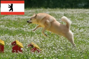 Lees meer over het artikel Noorse Buhund fokker en pups in Berlijn