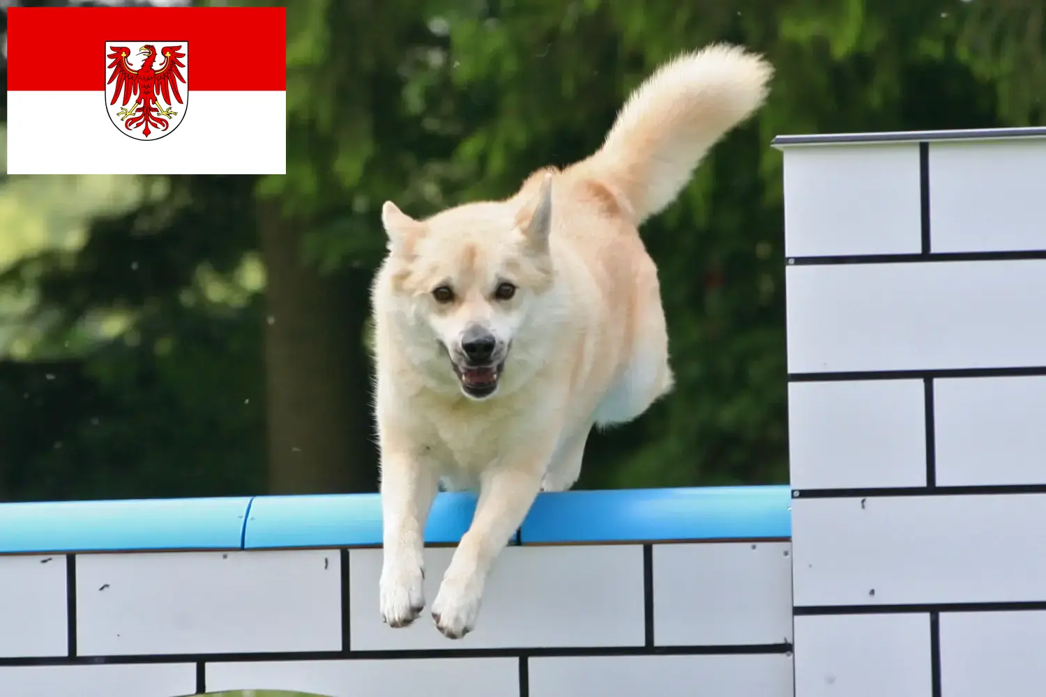 Lees meer over het artikel Noorse Buhund fokkers en pups in Brandenburg