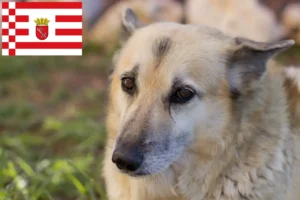 Lees meer over het artikel Noorse Buhund fokker en pups in Bremen