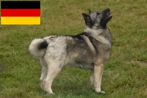 Lees meer over het artikel Noorse Buhund fokkers en pups in Duitsland
