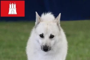 Lees meer over het artikel Noorse Buhund fokker en pups in Hamburg