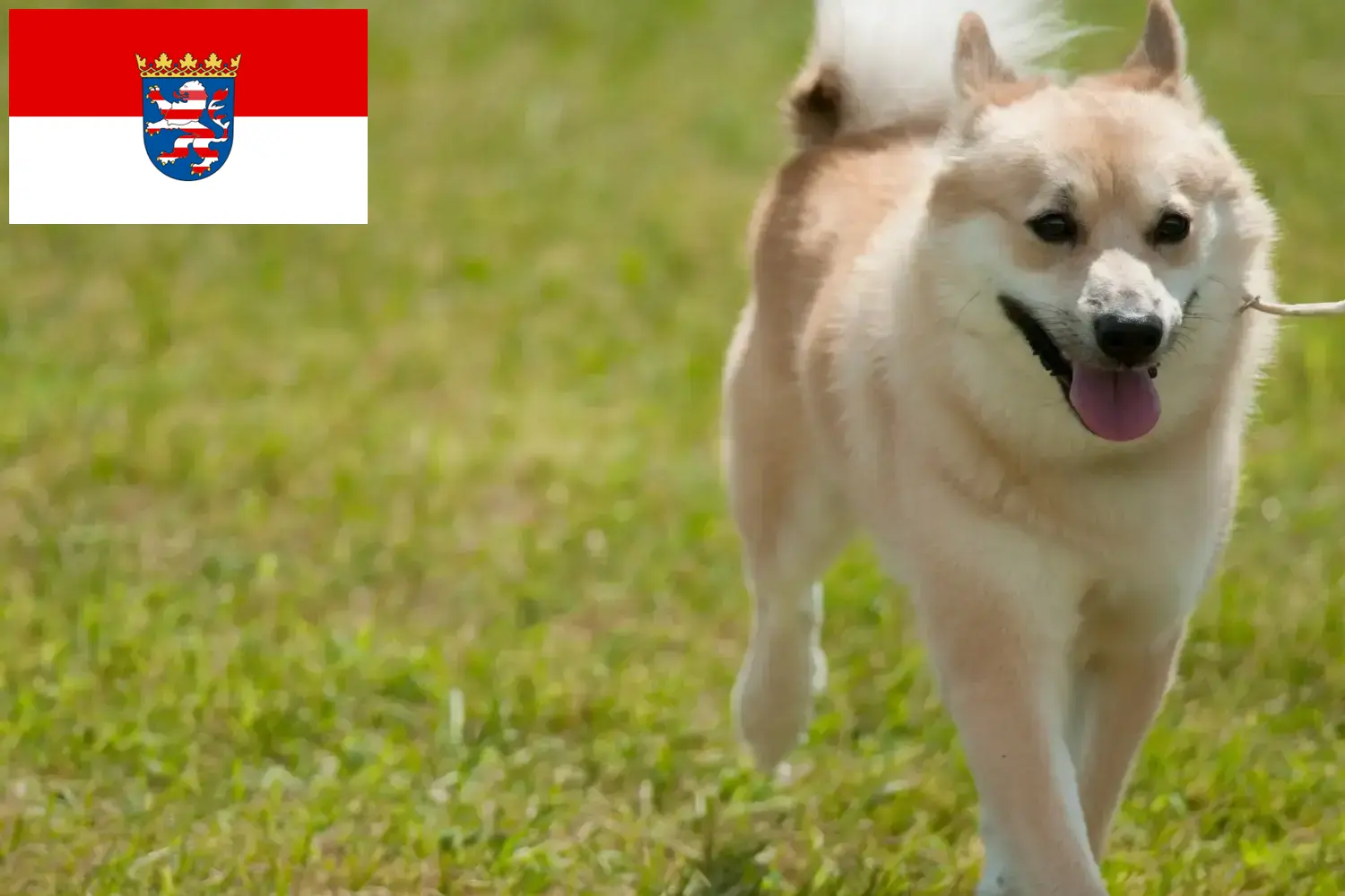 Noorse Buhund puppy's en fokkers Hesse Hier vind je Noorse Buhunde fokkers in Hessen.