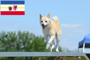 Lees meer over het artikel Noorse Buhund fokkers en pups in Mecklenburg-Vorpommern