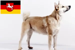Lees meer over het artikel Noorse Buhund fokkers en pups in Nedersaksen